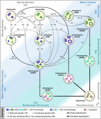 Frontiers | Speciation Success of Polyploid Plants Closely Relates